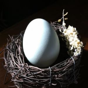 Clara's first egg laid September 2nd, 2014 at 21 weeks old