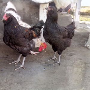 President Rooster & a couple of his girls!!