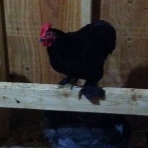 This is Jersey, he's a little black bantum rooster.  He's the herder, he make sure the girls get back in the coop at night or if there's a critter outside the run.