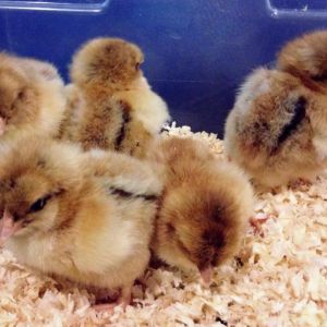 Partridge Orpington chicks