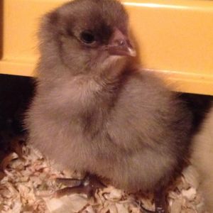 Blue Ameraucana