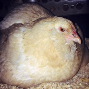 Broody mama