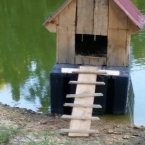 The duck house