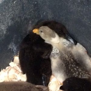 Lucky duck and daffy snuggling