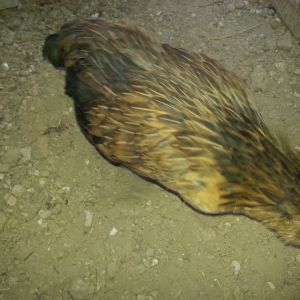 ember a Belgian d'anver