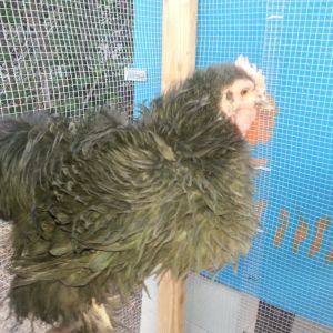 peepers my breeding roo very sweet black cochin frizzle
