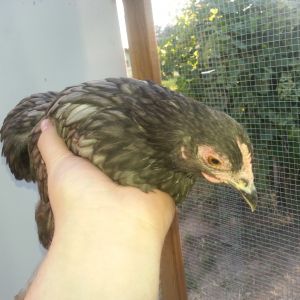 rouge a cochin that is blue laced almost.