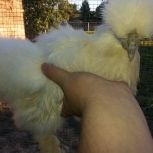 Anastasia white silkie