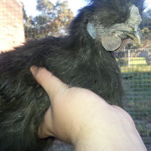 Belle although hes a boy haha black silkie