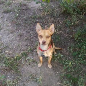 lucy the protector chihuahua and corgi/german shepard mix