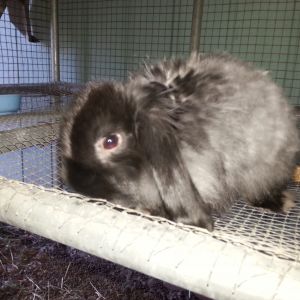 link my mini wooly lop