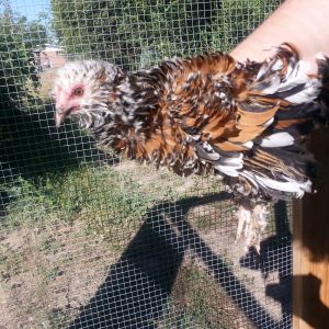 storm frizzled calico cochin