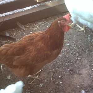 New Hampshire rooster
