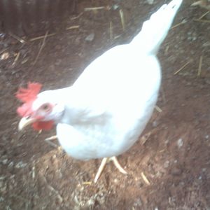 Leghorn rooster