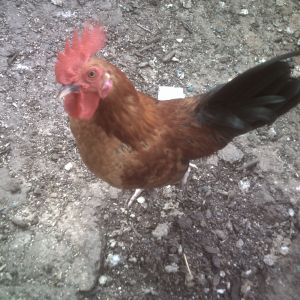 Bantam rooster