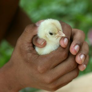 Peep #3
Hatched August 26