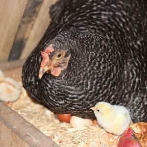 Surrogate mama Gandie (Barred Rock - year and a half) and Peeps 1 & 2