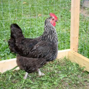 Adopted September 5 - Ginny the Birchen Maran (3 years old)