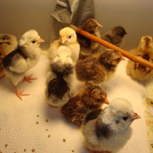 Frizzle Cochins and Polish show chicks. Hatched  Sept. 2014