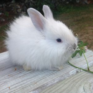 This is Mitzi, she's a 5 weeks old French Angora,  lilac point!  I want my babies!   Countdown to 9, 19, 14!