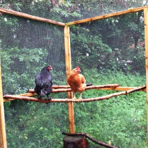 Morgaine and Amelia enjoying the perches we added a couple weeks ago.