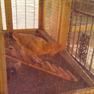 checking out the new coop