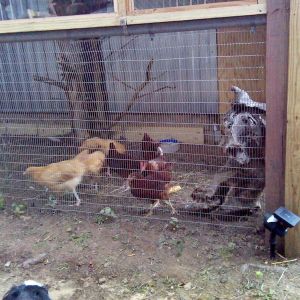 the 1st coop we built,which became the budgie aviary