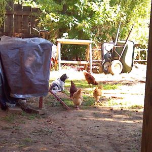 the small coop,pepper and the chicken's