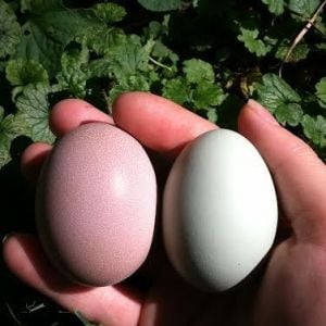 Amelia the Golden Buff laid her first egg on September 8th 2014 at 22 weeks old and Clara the Easter Egger laid her fourth