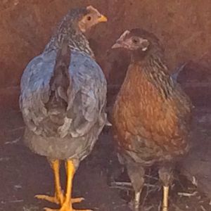 Graycie and Robin are very flighty 5.5 month old americuana mix hens.
Graycie is facing away and Robin is facing towards me.