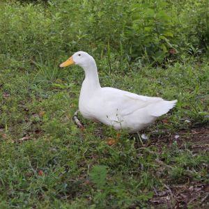 Bruno is the only female duck I have at the moment. She is very demanding of the drakes. If the drakes aren't following everywhere she goes, she will stop and call to them loudly. Once they start following she happily continues to wherever she is going.