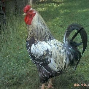 Good Lookin Rooster! ( Silver Laced Wyandotte)
