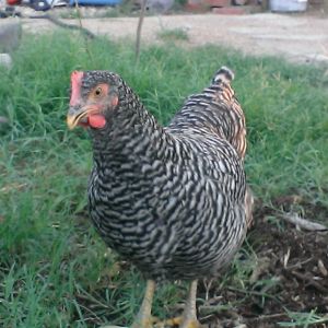 Darling - Barred Rock -  the Princess-in-waiting, Number 2 in the flock