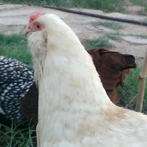 Miss Poppins - Easter Egger - Queen and Ruler of All She Surveys