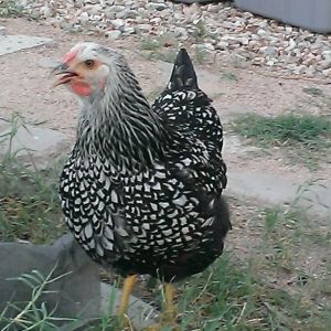Speedy - SLW - Miss Fast and Furious - the fastest chook in town.