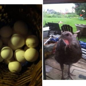 Turkey's visiting-- Come on, let us in!  Sunday Breakfast -- yum!