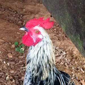 My handsome Rooster!