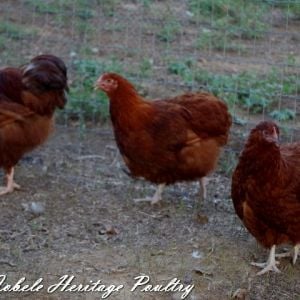 4 mo old pullets on the farm!