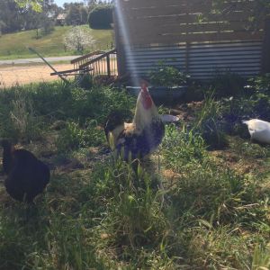 Part of my flock!
