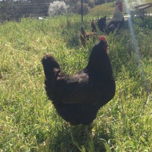 My black chicken!