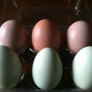 Back row: Amelia's first, third and second egg.
Front row: Clara's second, first and third.