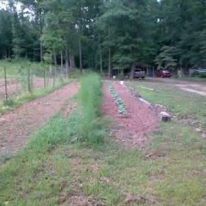 Garden early in the growing season 2014
