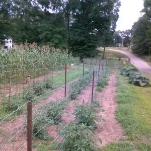 Tomatoes did well.