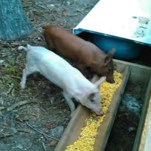 Our newest additions, got them Sept 12. they are 15 weeks old. Sorry to say they will not have long lives.