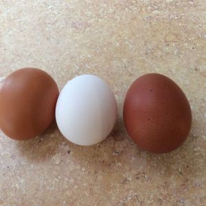 Rhode Island Red, White Leghorn, and Blue Maran.