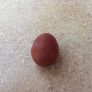 First egg from Blue Maran, Bluebelle, on September 13, 2014.