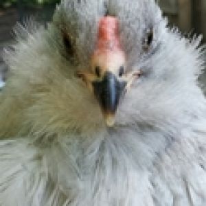 Lavender Ameraucana Cockeral