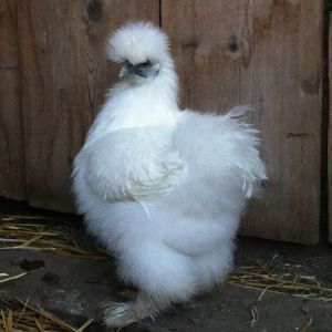 Aurora my princess silkie