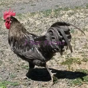 Dark blue Isbar cockerel
