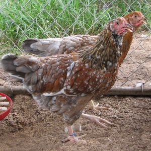 pair of 4 mo old pullets
